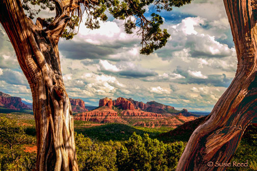 Cathedral Rock seen between two twisted tree trunks, with heavy clouds over a green valley
